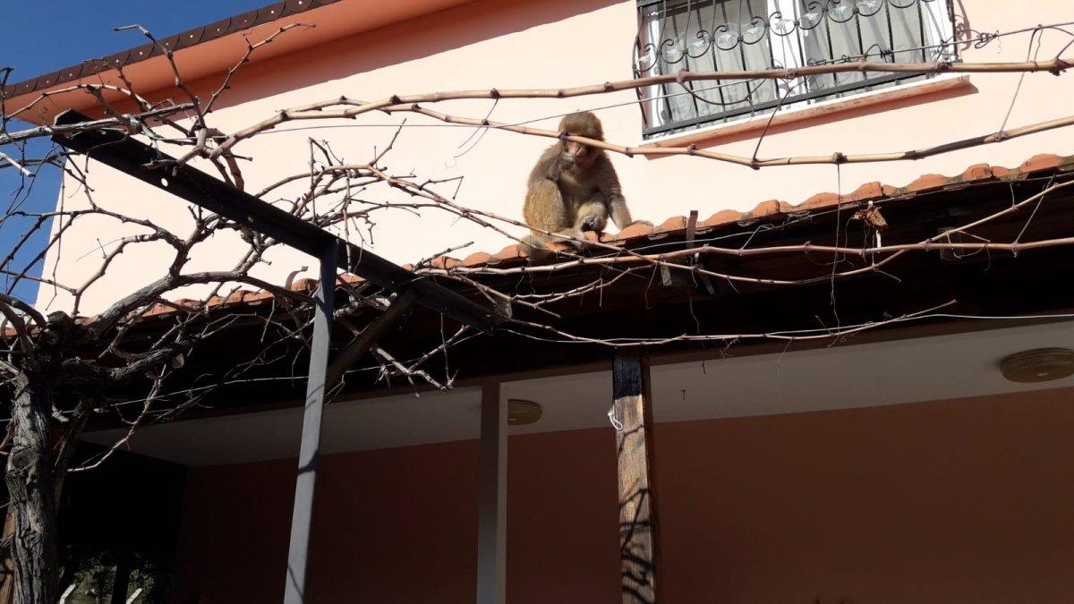 İzmir'de başıboş gezen maymun