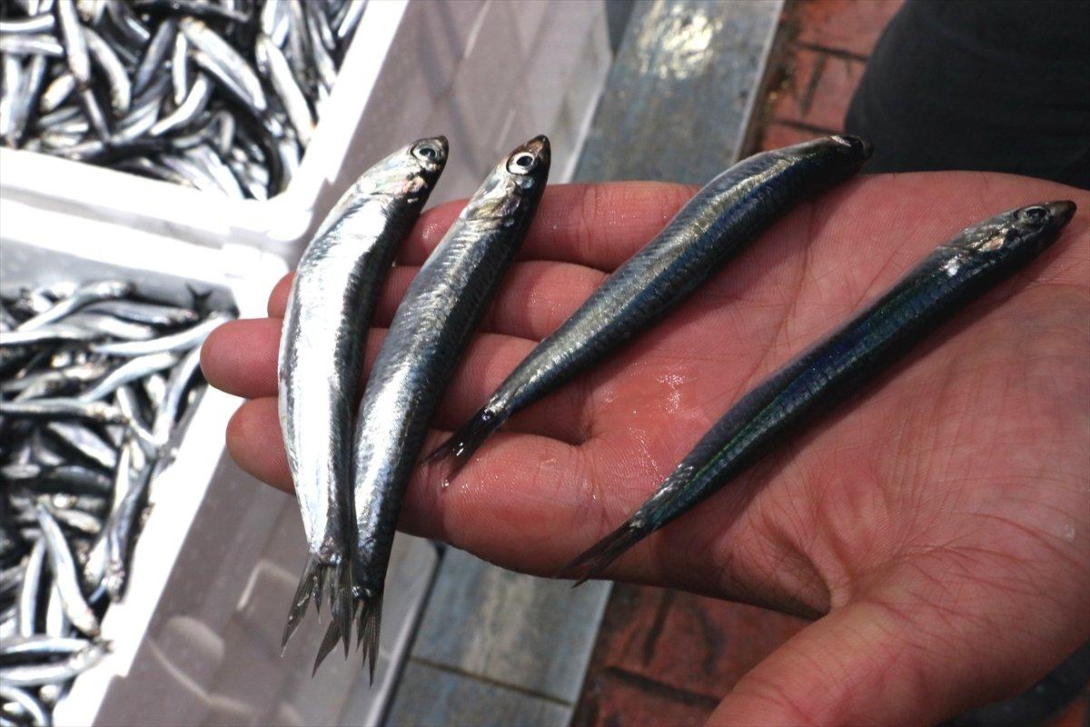 Samsun'da hamsinin kilogram fiyatı 30 liraya çıktı