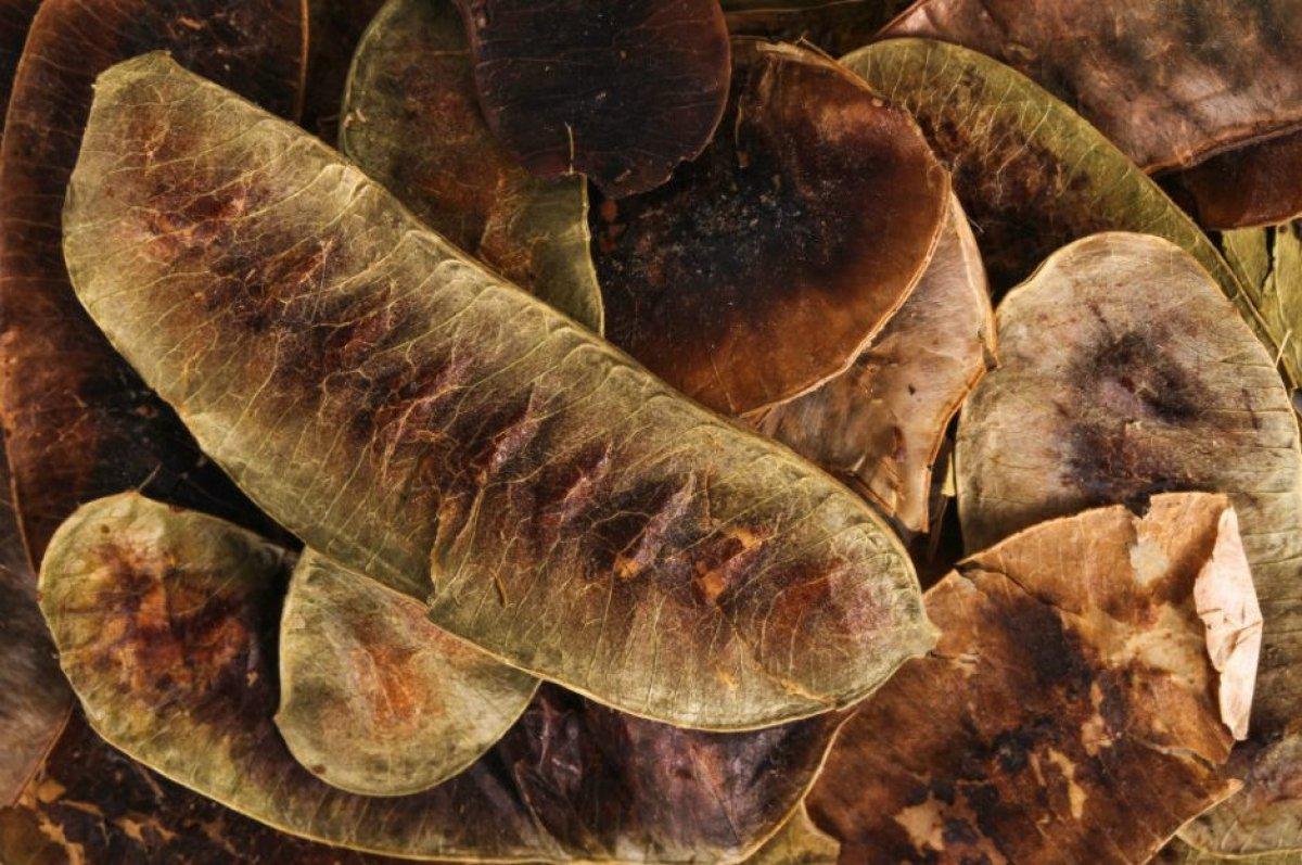 Açlık otu nedir, faydaları nelerdir? Açlık otu nasıl tüketilir?