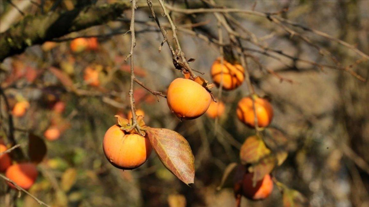 Cennet hurması üreticiyi sevindirdi