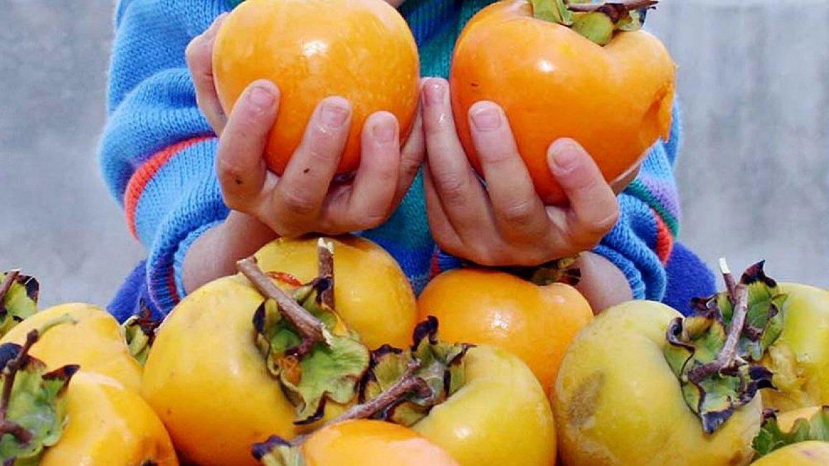 Cennet hurması üreticiyi sevindirdi