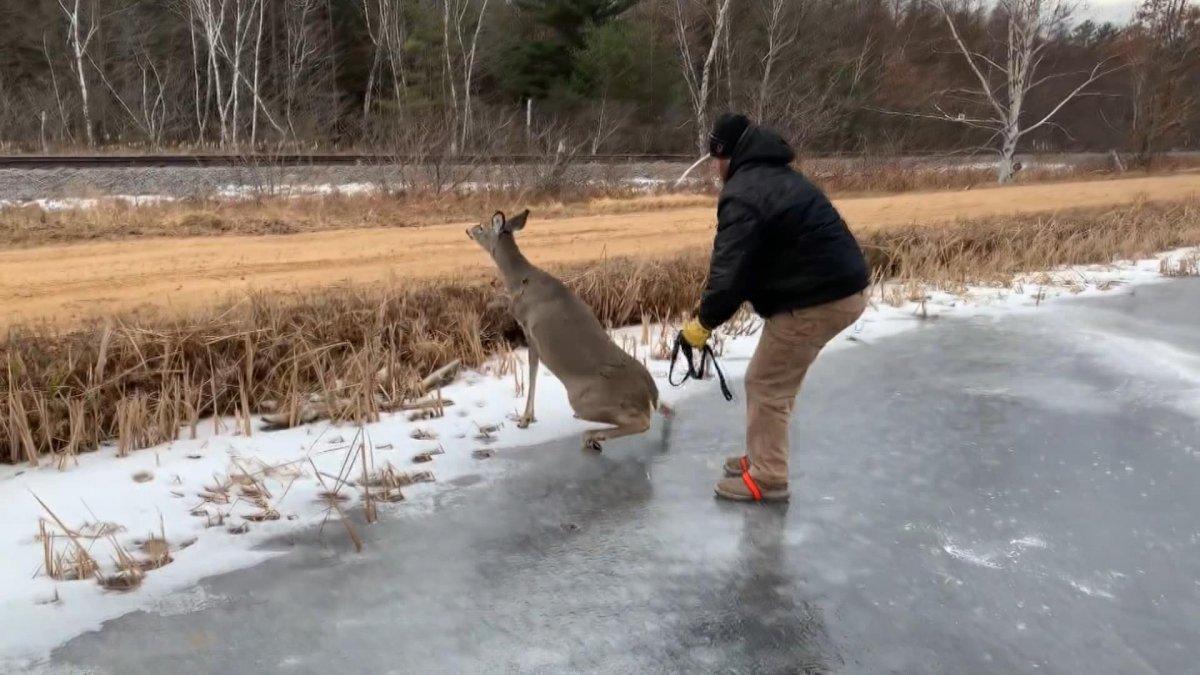 ABD’de donan gölde mahsur kalan geyik kurtarıldı