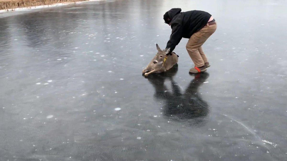 ABD’de donan gölde mahsur kalan geyik kurtarıldı