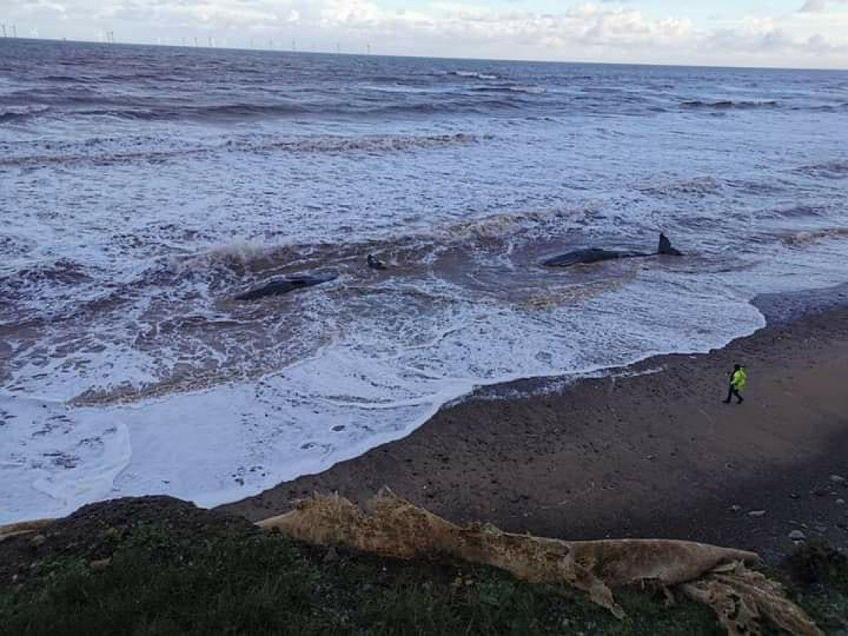 İngiltere’de nesli tükenmekte olan ispermeçet balinaları kıyıya vurdu