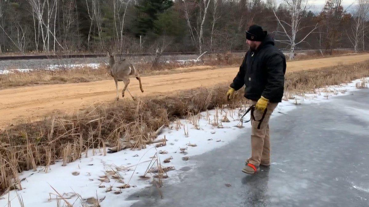 ABD’de donan gölde mahsur kalan geyik kurtarıldı