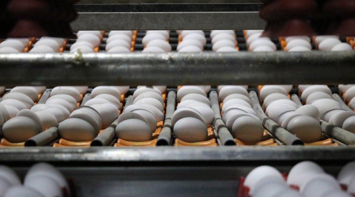 Yumurta fiyatları arttı