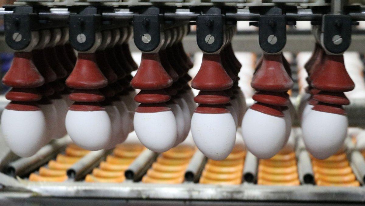 Yumurta fiyatları arttı