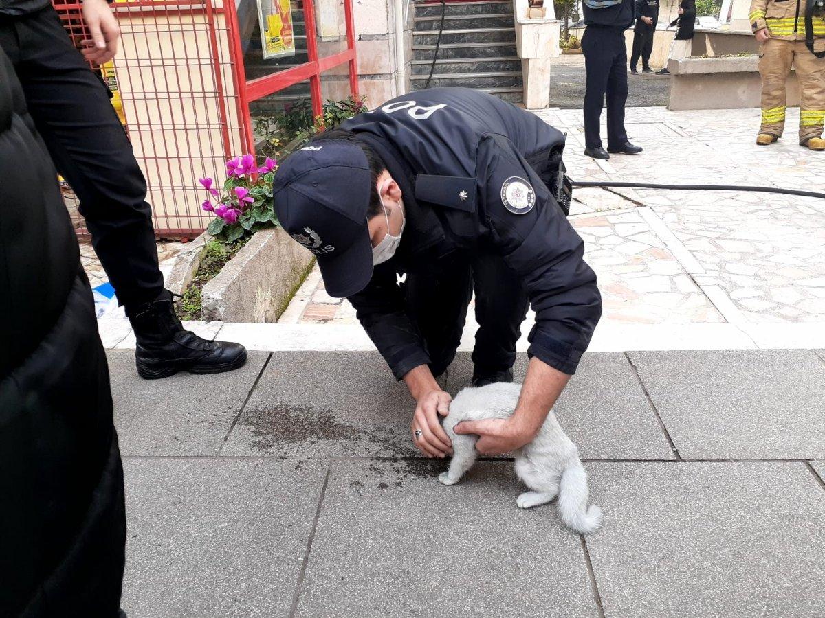 Kadıköy yangın kedi