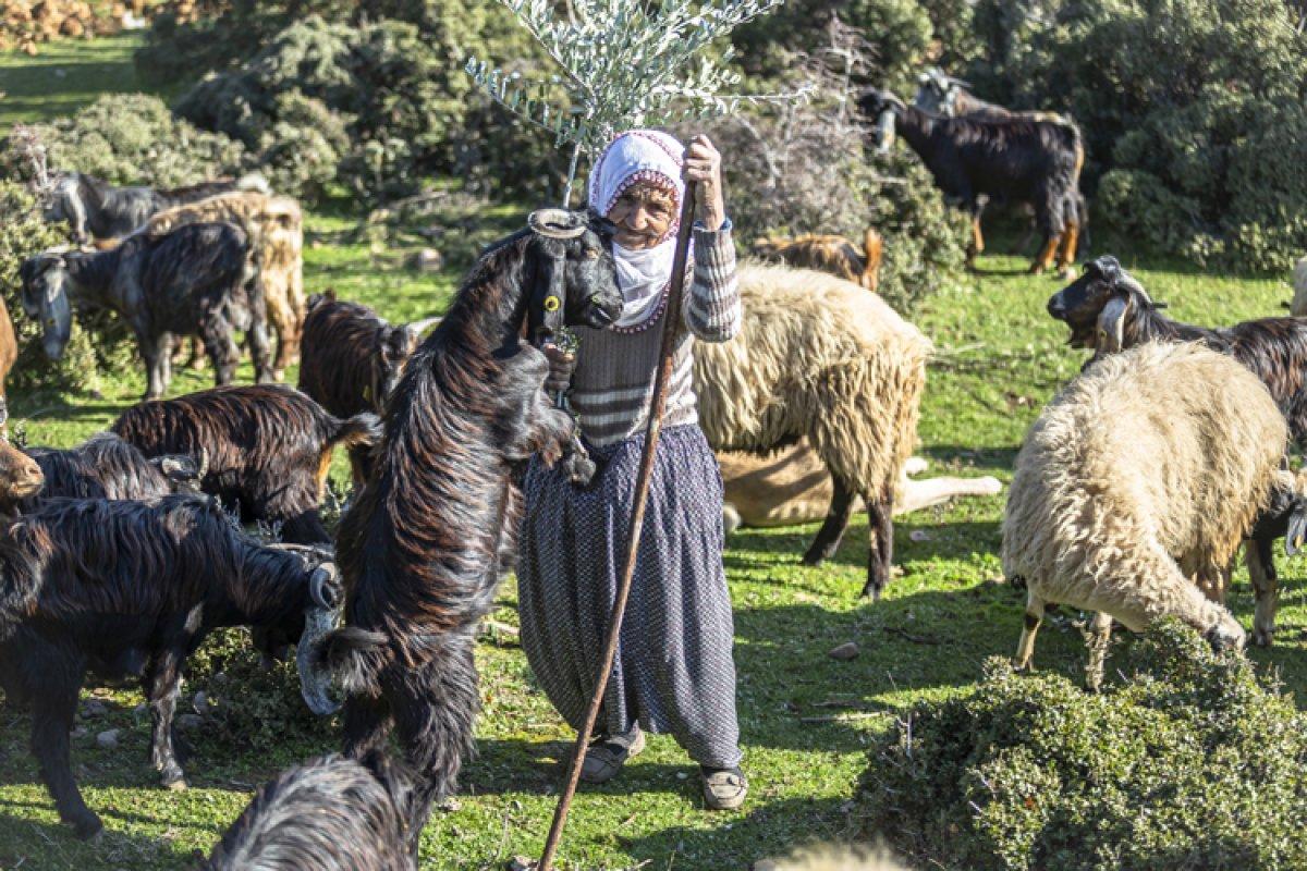 Hatay'da yarım asırdır çobanlık yapan Fatma Teyze
