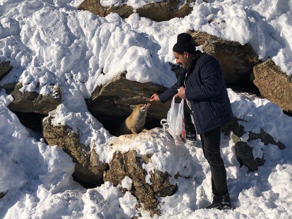 Hakkari'de İl Özel İdaresi ekipleri tilkiyi besledi