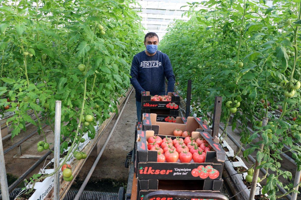 Jeotermal serada domates yetişiyor