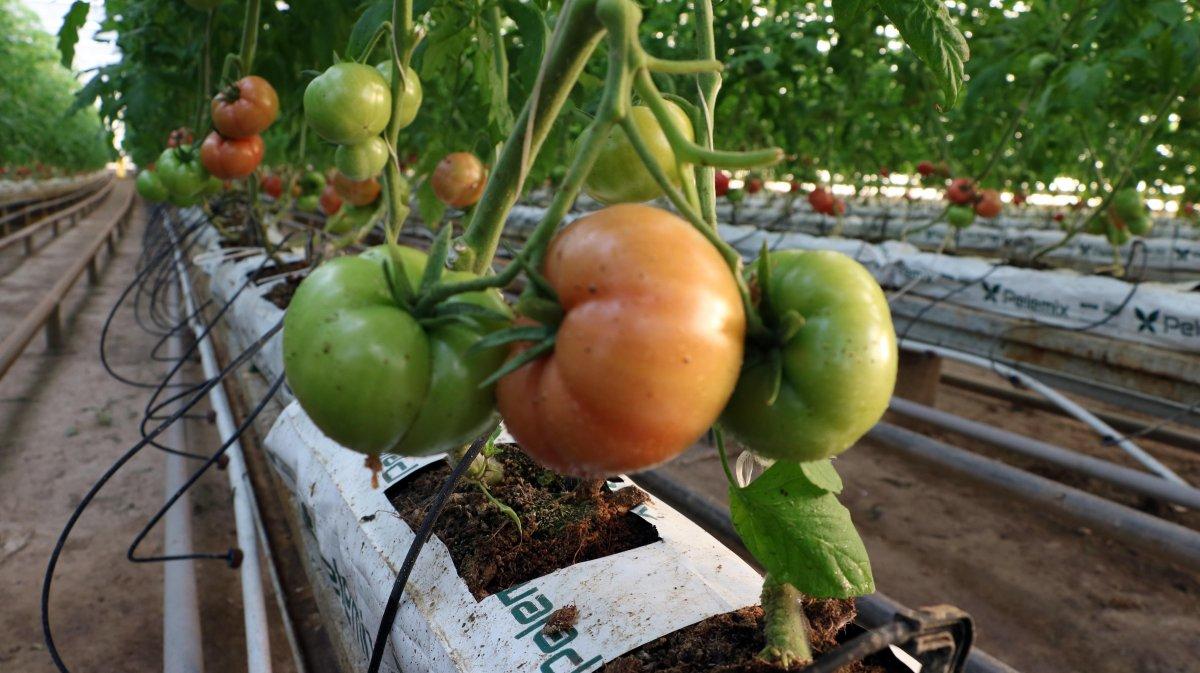 Jeotermal serada domates yetişiyor