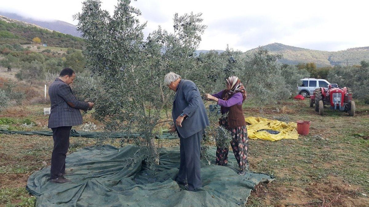 Zeytin hasadı başladı