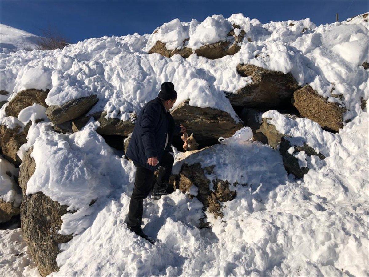 Hakkari'de İl Özel İdaresi ekipleri tilkiyi besledi