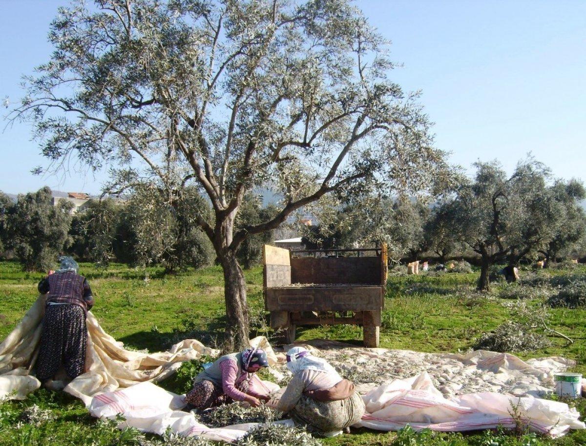Zeytin hasadı başladı