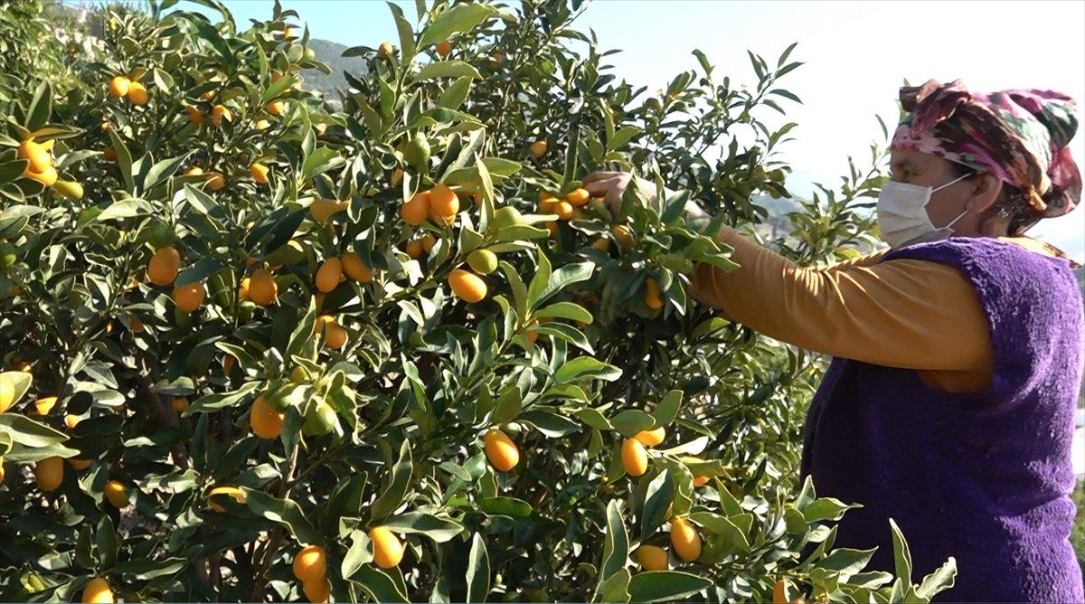 Zeytin hasadı başladı
