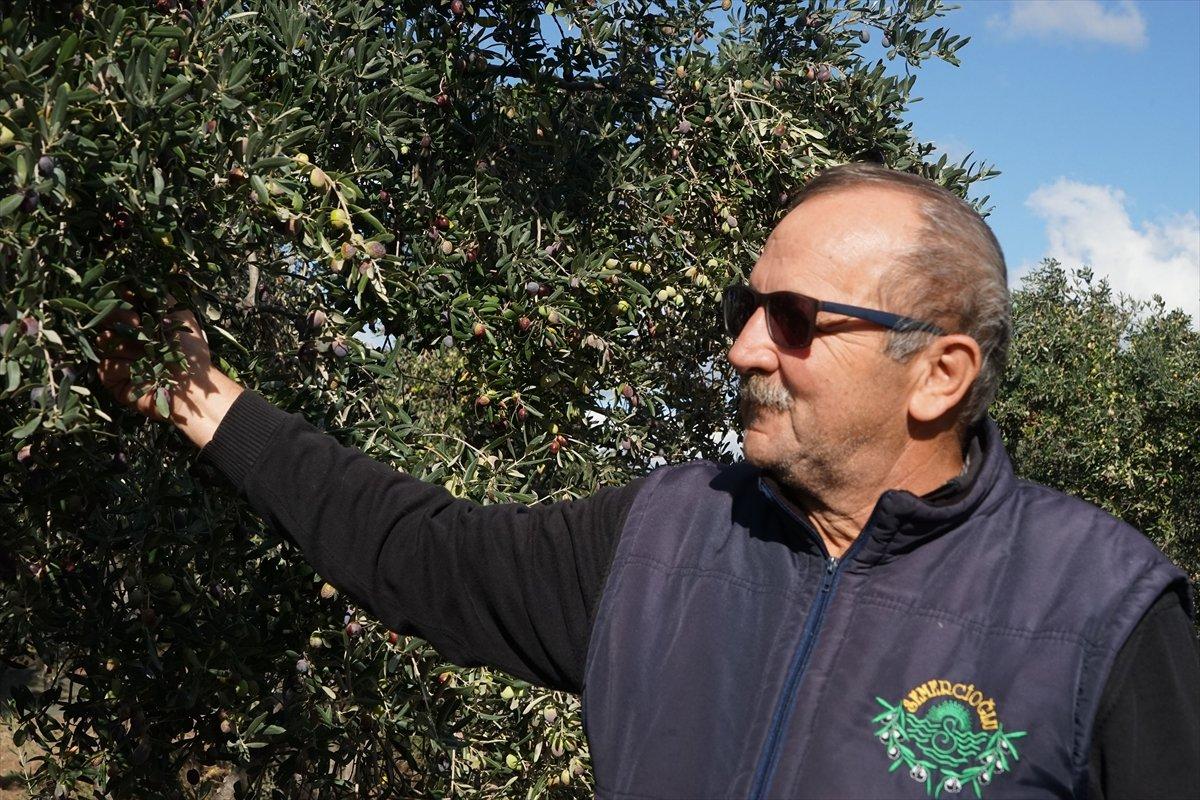 zeytinyağı üreticiyi memnun etti
