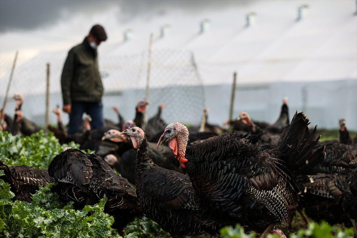 Yılbaşında 1 milyon hindi kesilmesi bekleniyor