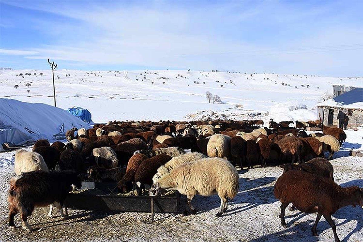 Muş'ta besiciler, zorlu kış şartlarında hayvanlarını yaşatıyor