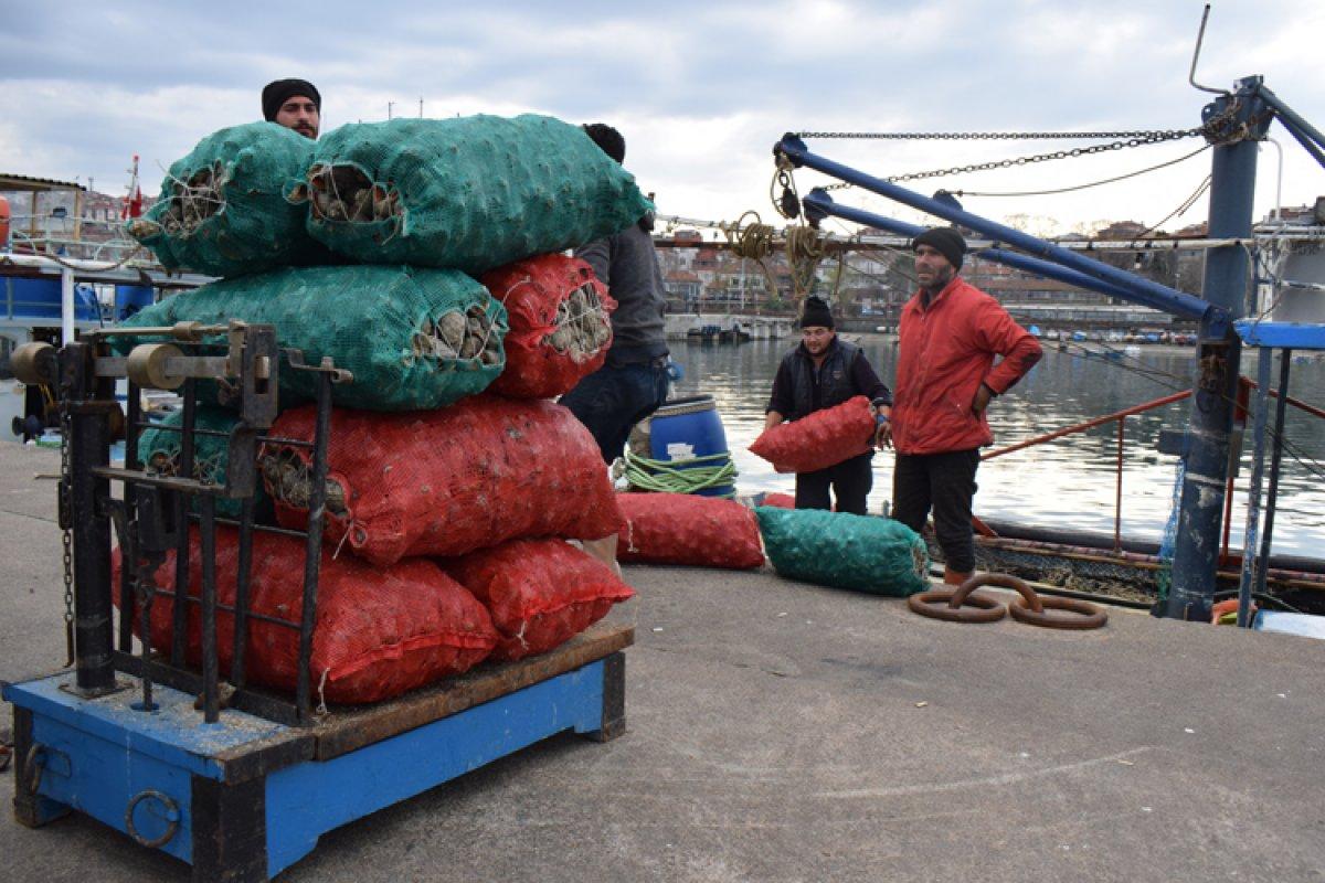 Akçakoca'da deniz salyangozu avcılığı sürüyor