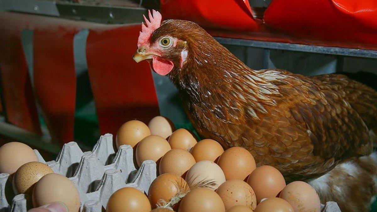 Türkiye Yumurta Üreticileri Birliği: Yumurtacı 17 ay zarar etti