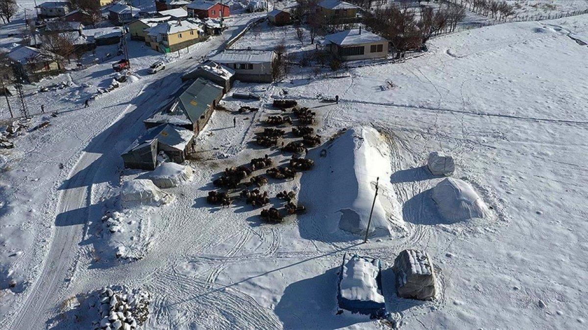 Muş'ta besiciler, zorlu kış şartlarında hayvanlarını yaşatıyor