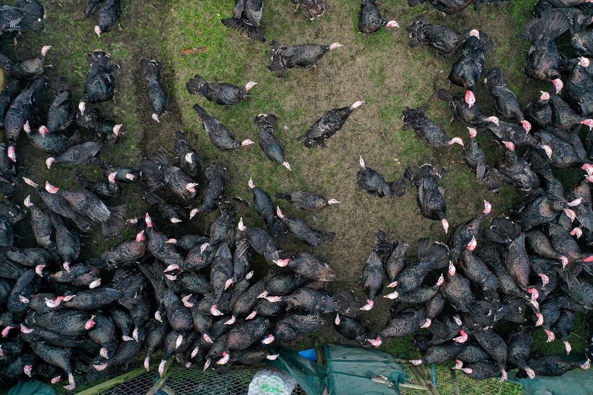 Yılbaşında 1 milyon hindi kesilmesi bekleniyor
