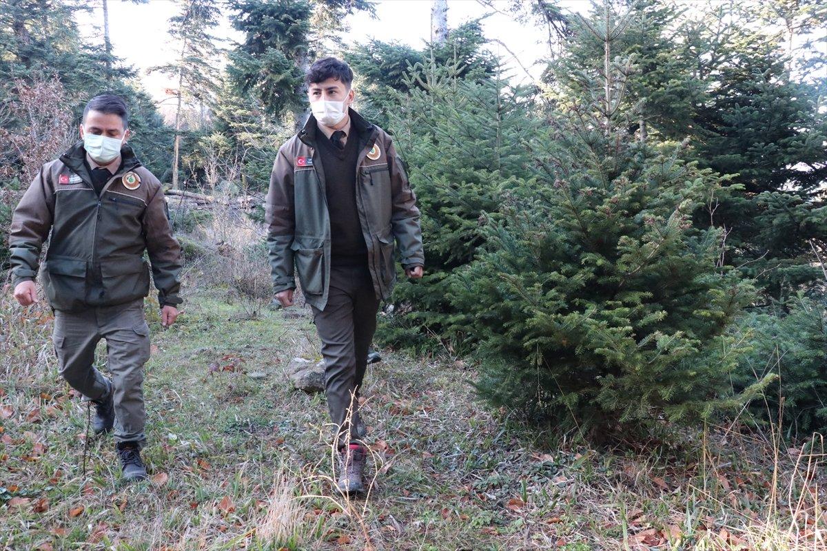 Bolu'da ormancılar yılbaşı öncesi çam ağacı nöbeti tutuyor