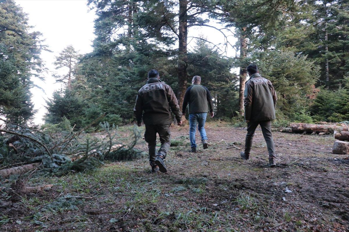 Bolu'da ormancılar yılbaşı öncesi çam ağacı nöbeti tutuyor