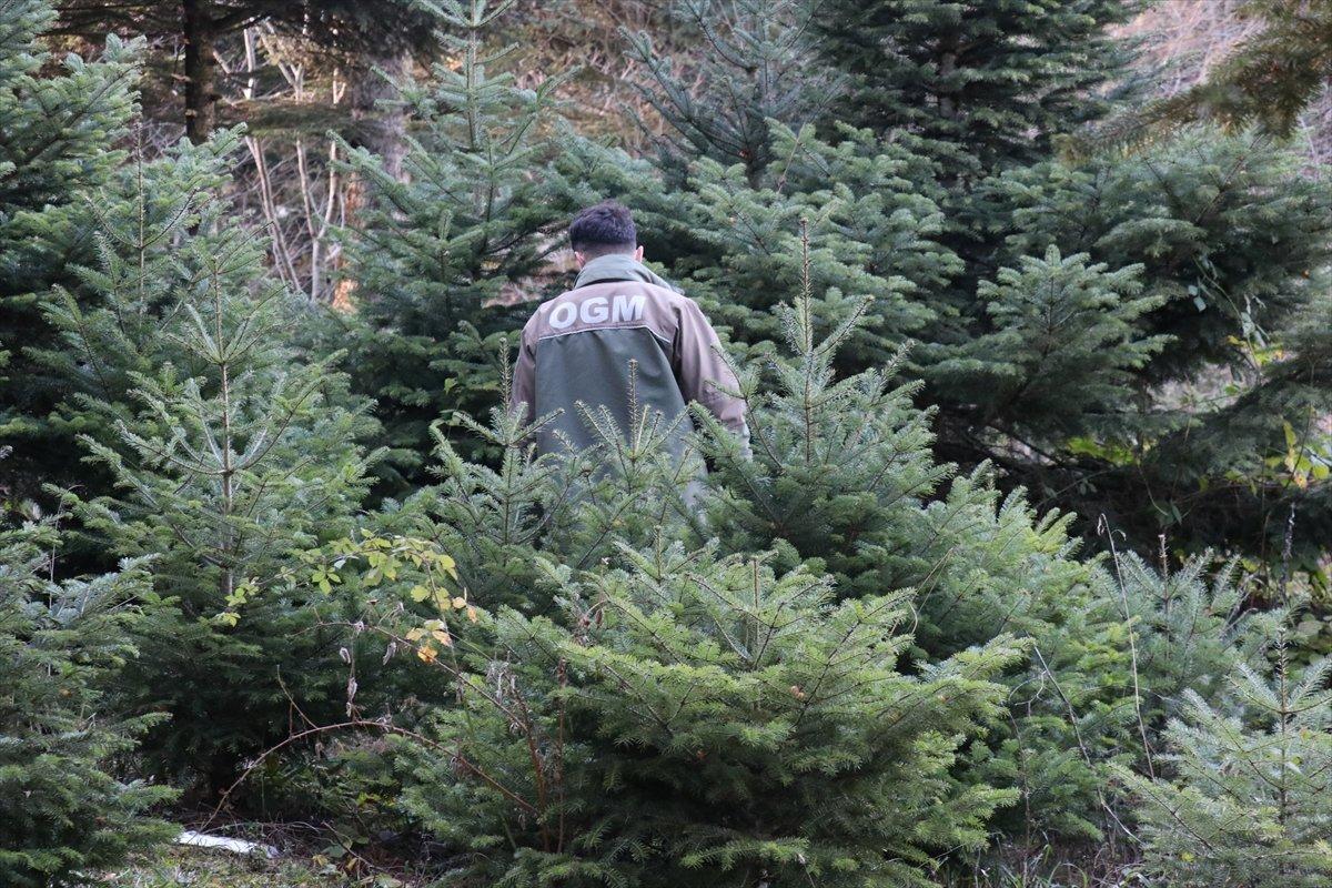 Bolu'da ormancılar yılbaşı öncesi çam ağacı nöbeti tutuyor