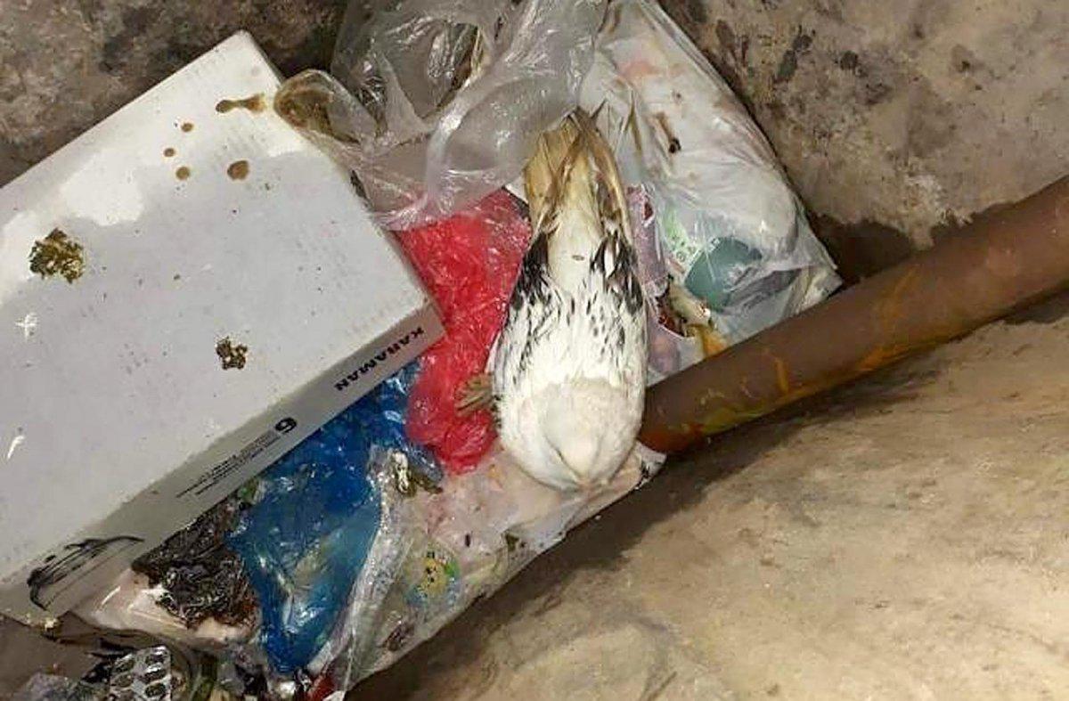 Manisa'da güvercinleri poşete koyup canlı canlı çöpe attılar