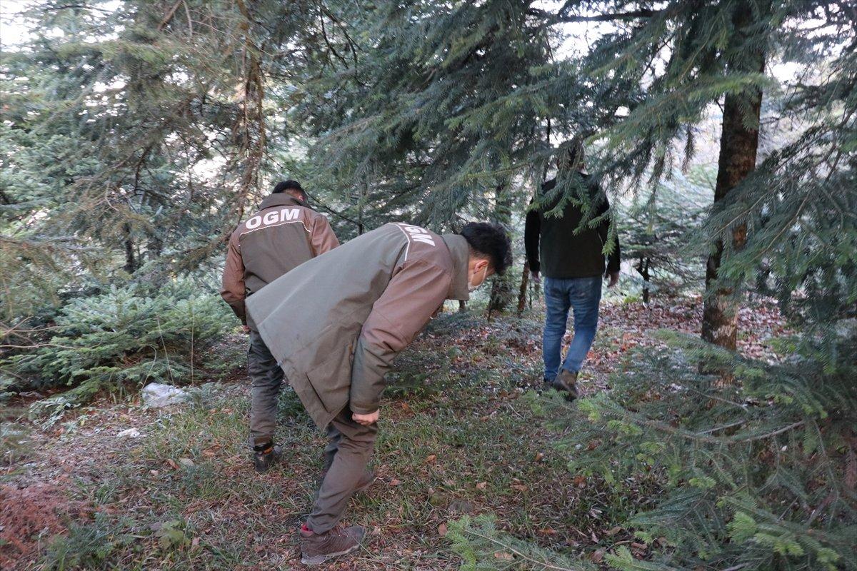 Bolu'da ormancılar yılbaşı öncesi çam ağacı nöbeti tutuyor