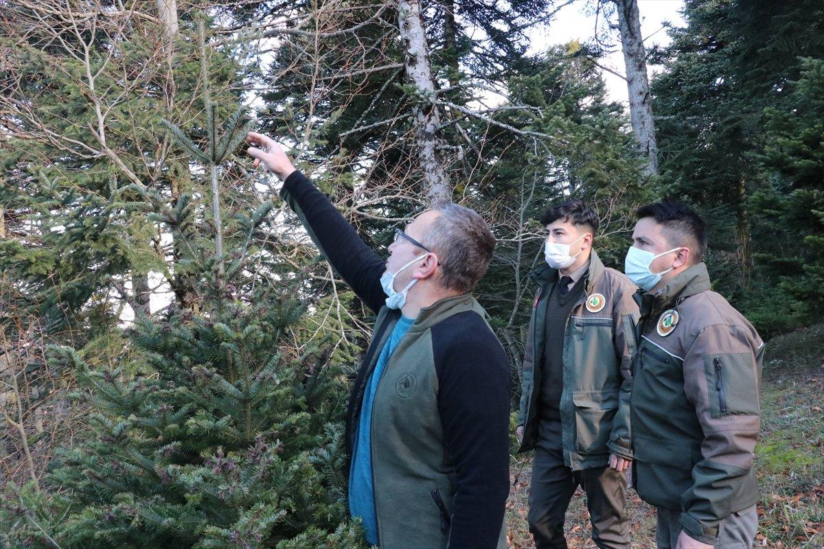 Bolu'da ormancılar yılbaşı öncesi çam ağacı nöbeti tutuyor