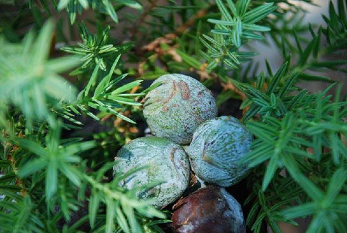 Andız pekmezi faydaları nelerdir? Andız pekmezi neye iyi gelir, nasıl tüketilir?
