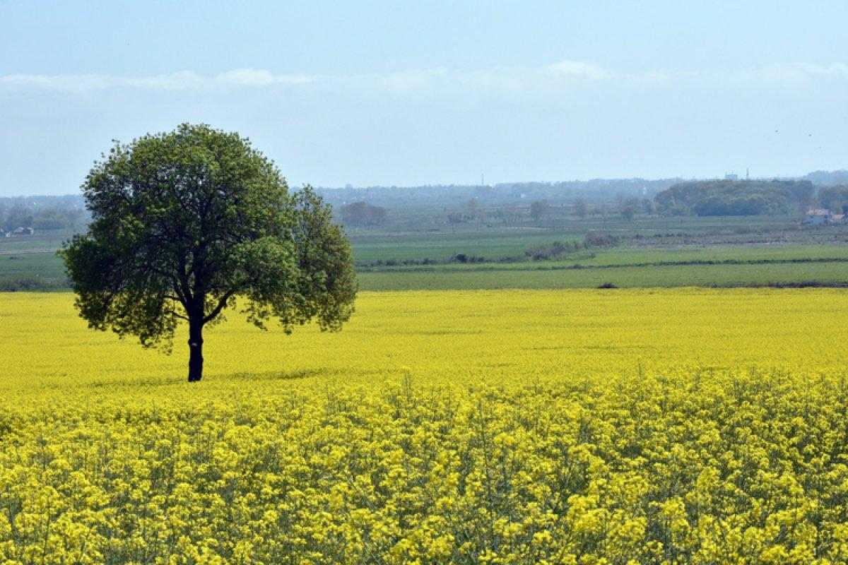 Kanolaların üretim alanı artıyor