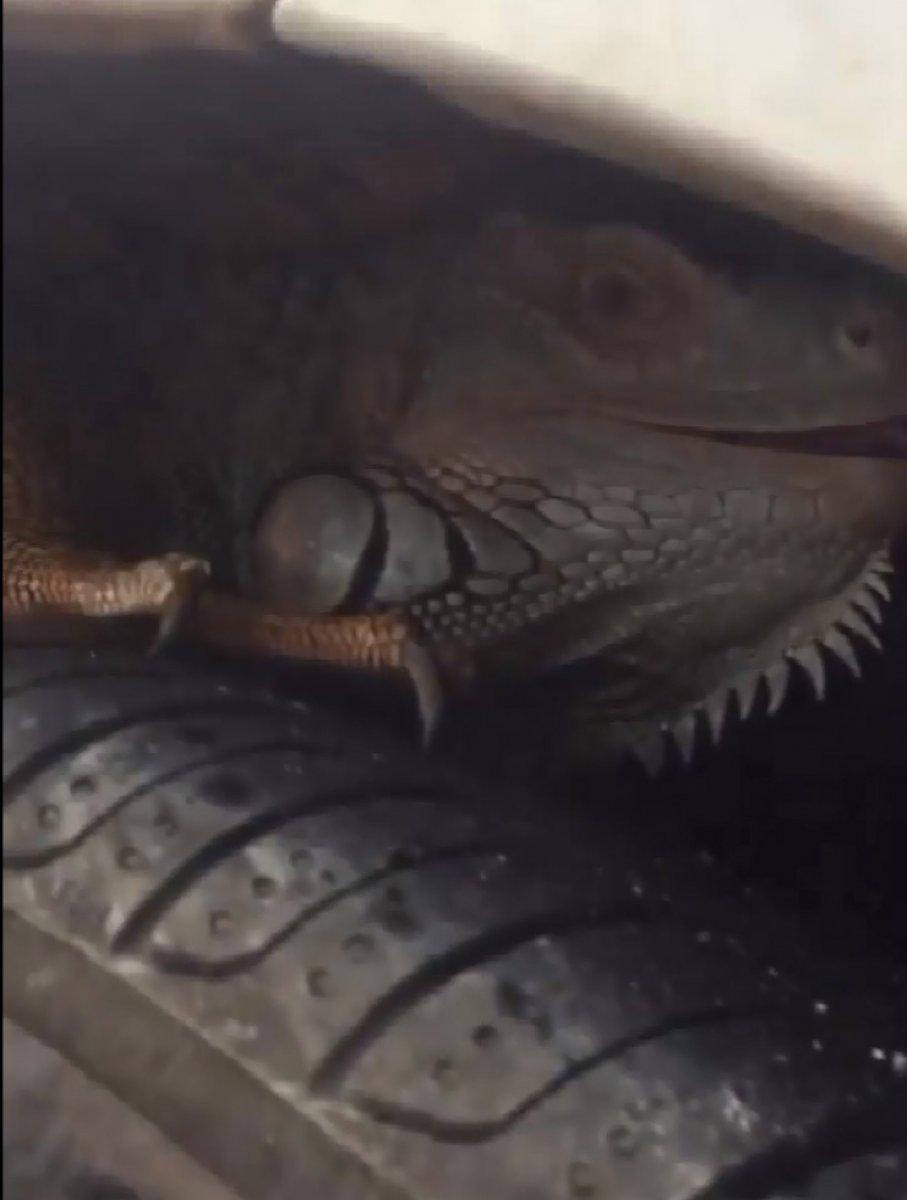 Antalya'da otomobilin ön tekerine giren iguana, güçlükle çıkarıldı