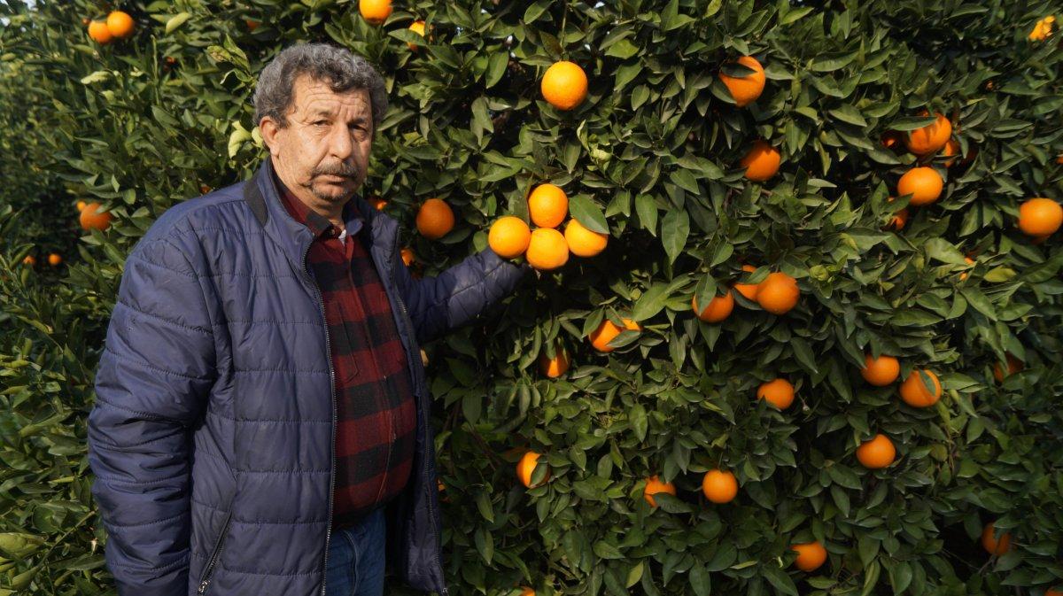 Portakalın fiyatı arttı