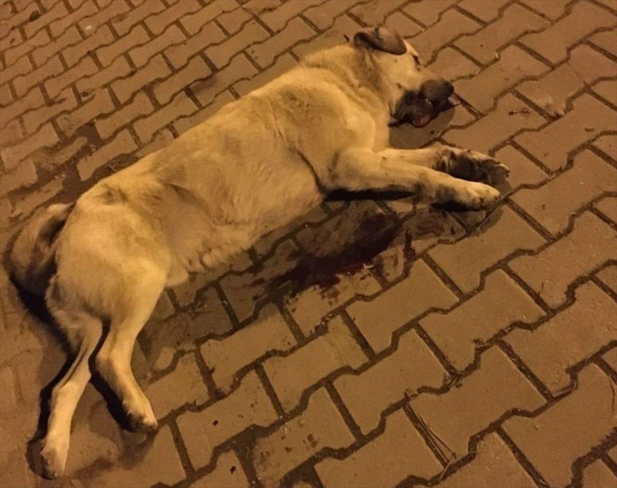 Manisa'da tüfekle köpeği öldüren kişi yakalandı