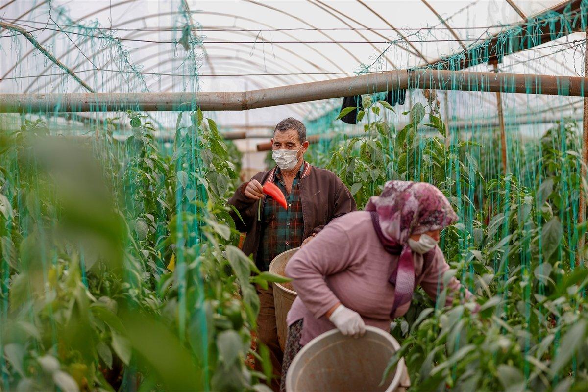 Sera çalışanları kısıtlamadan muaf