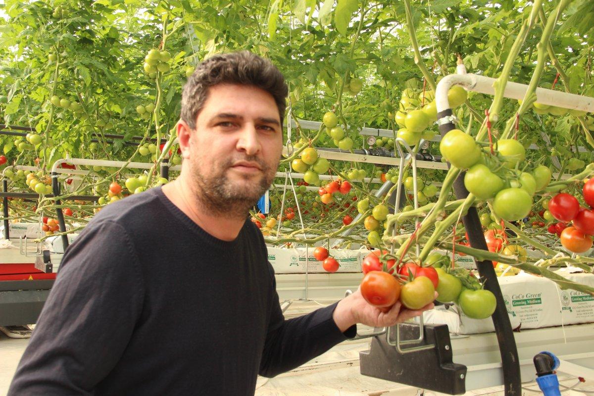 Domates üretimi arttı