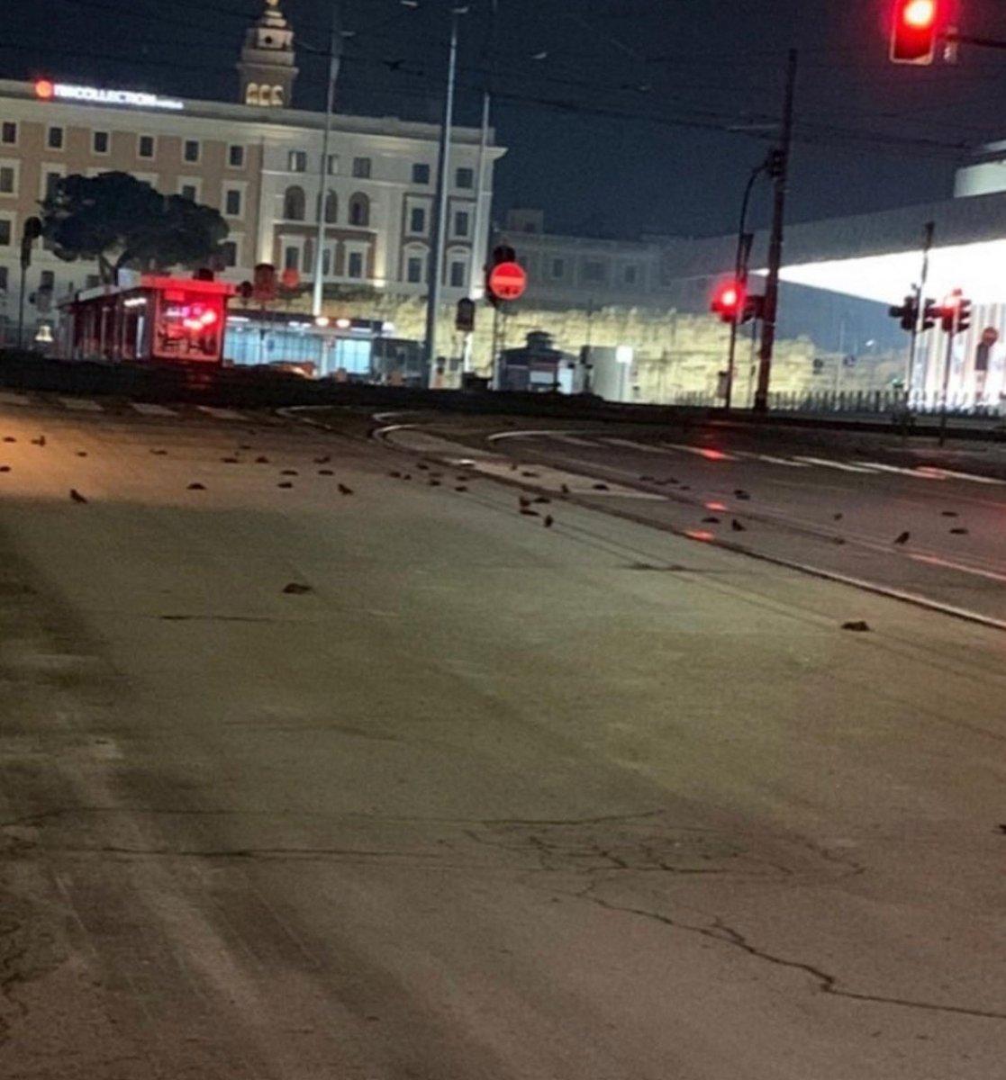 İtalya'da havai fişekler, yüzlerce kuşun ölümüne neden oldu