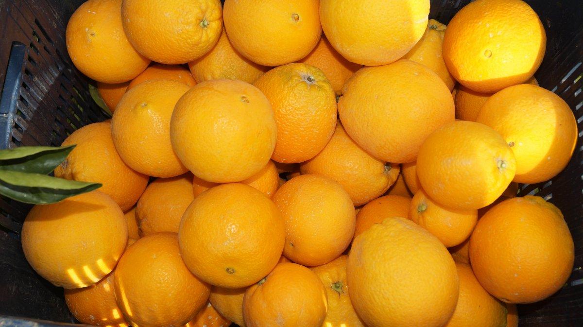 Portakalın fiyatı arttı