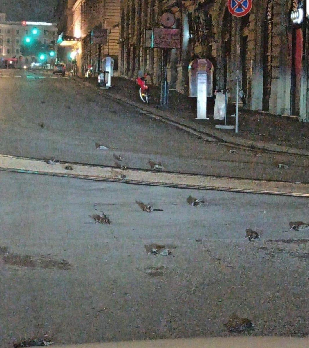 İtalya'da havai fişekler, yüzlerce kuşun ölümüne neden oldu