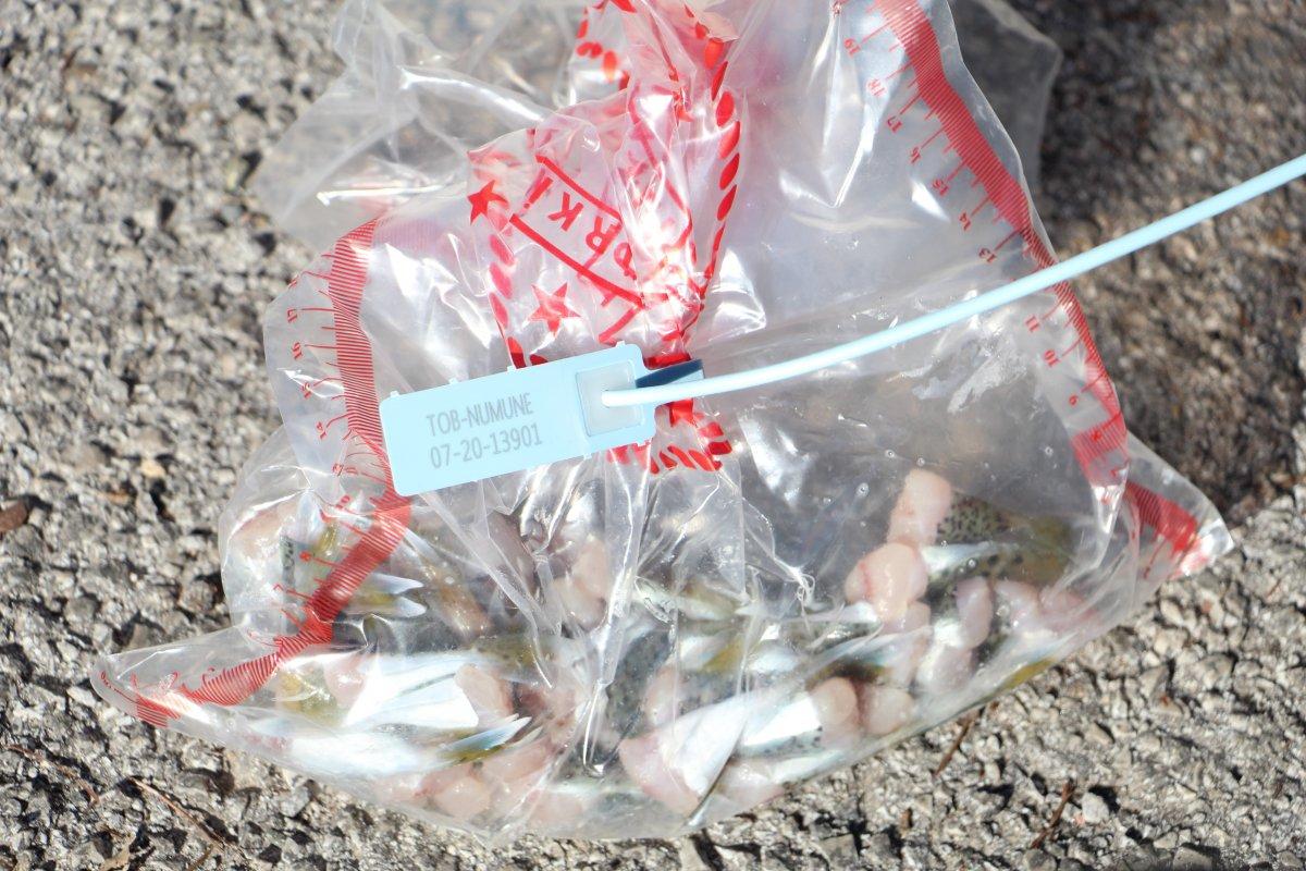 Antalya'da 3 haftada 36 bin balon balığı kuyruğu teslim edildi