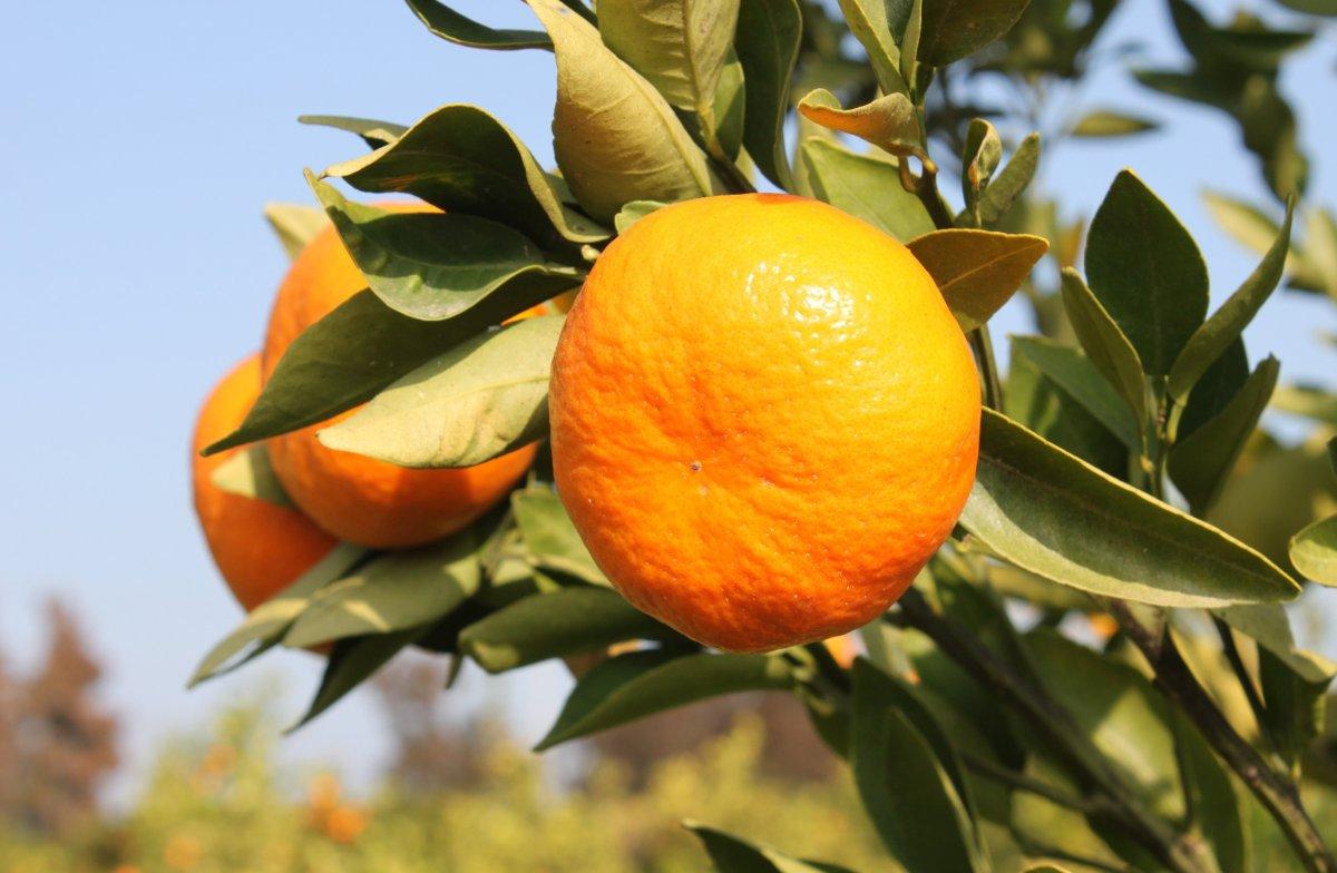 Mandarine iki yerli çeşit kazandırıldı