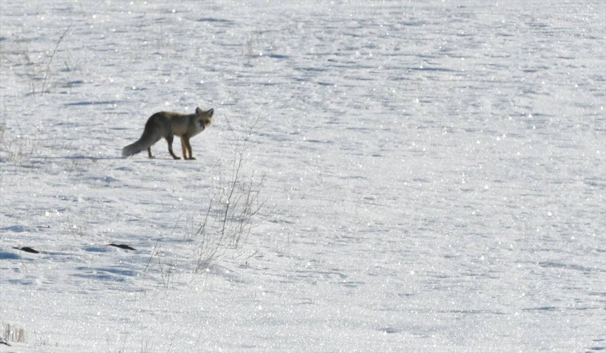Kars'ta kızıl tilkilerin av mesaisi