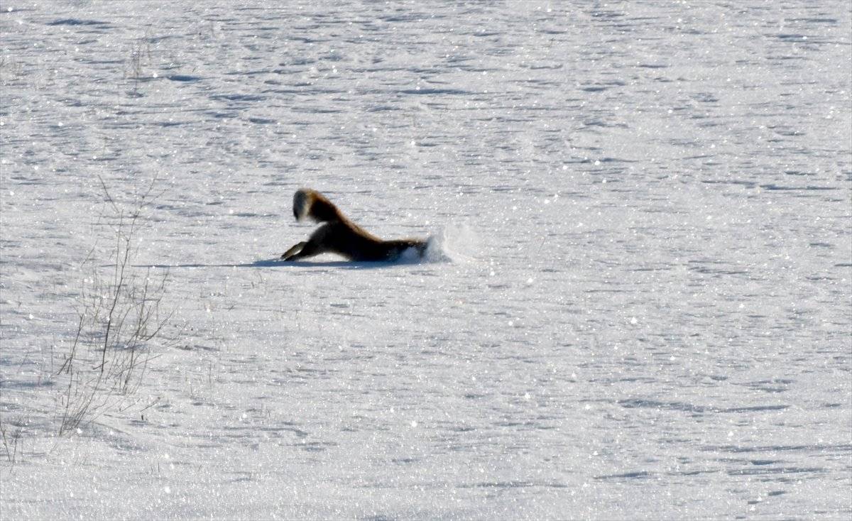 Kars'ta kızıl tilkilerin av mesaisi