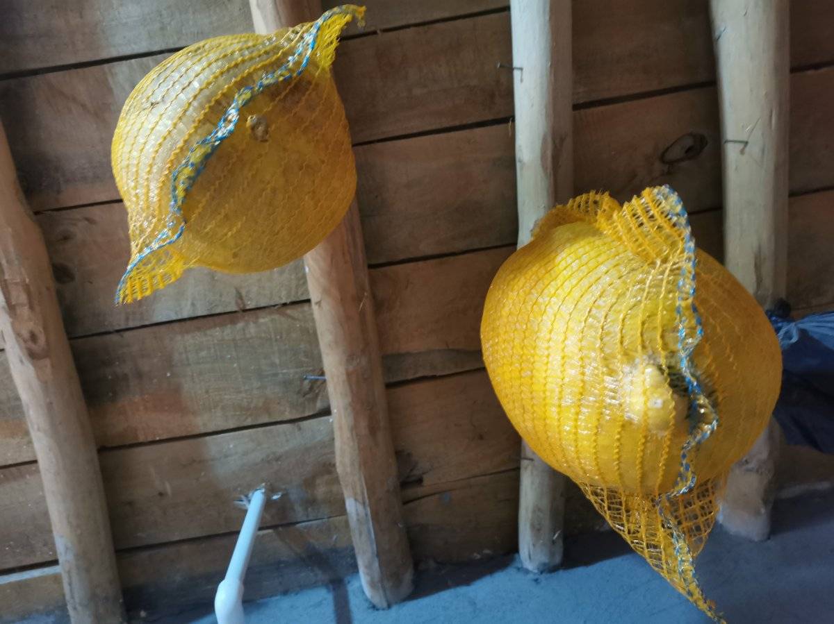 Tunceli'de kış kavunu keyfi