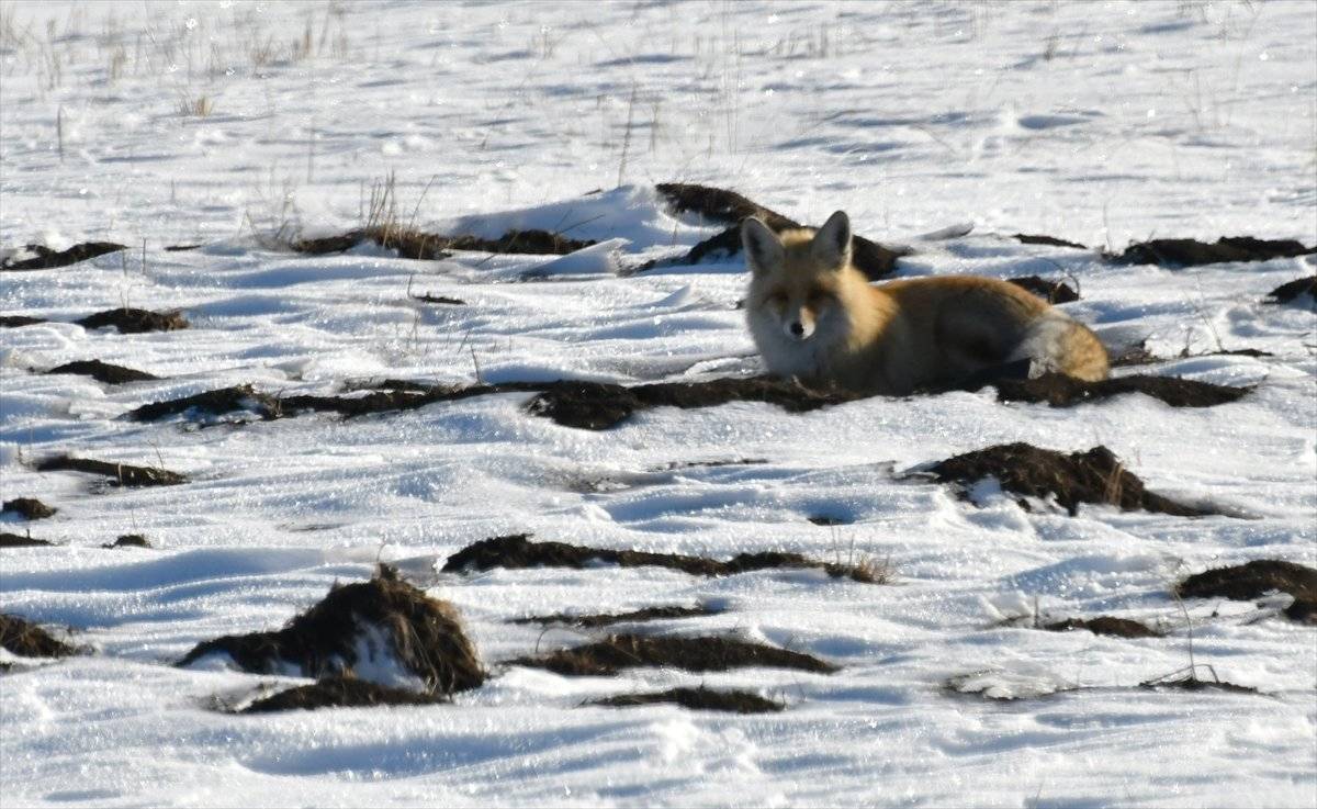 Kars'ta kızıl tilkilerin av mesaisi