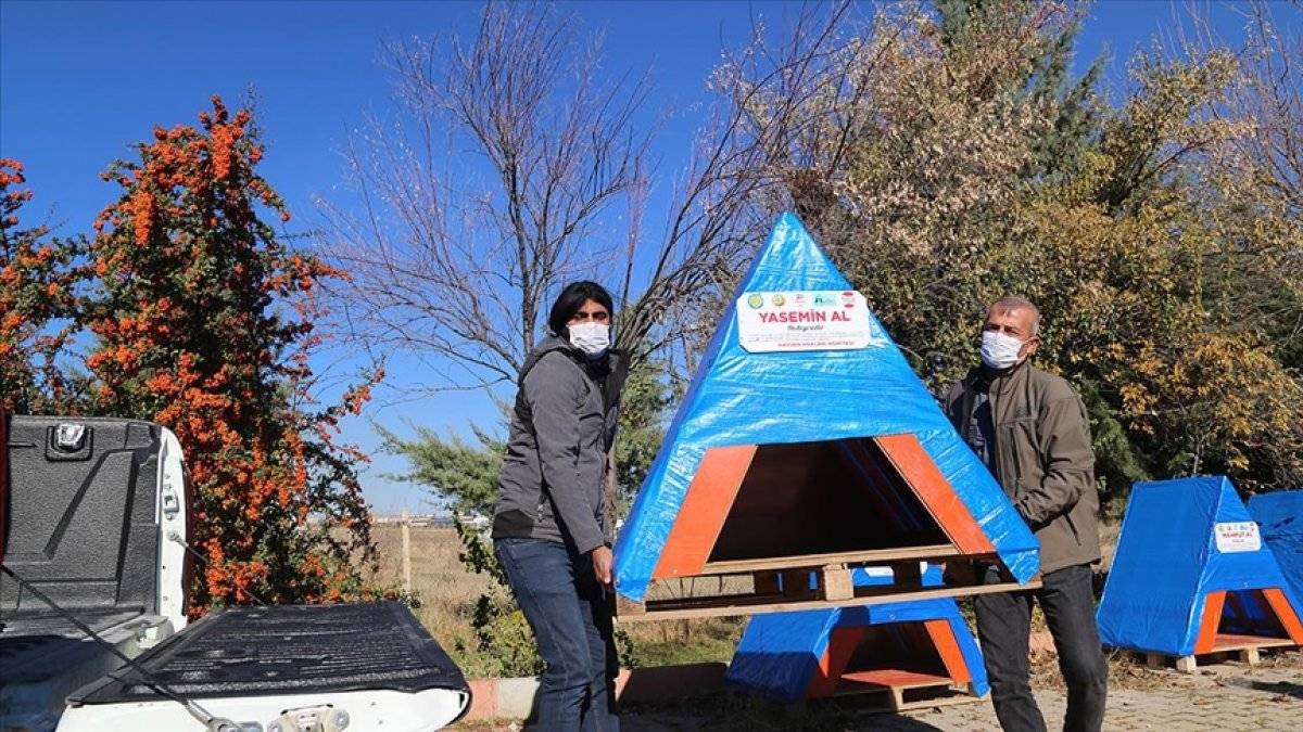 Şanlıurfa'da ahşap paletler ve meyve kasalarından sokak hayvanlarına yuva yapıyorlar